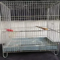 قفسه سره. حالا یا مرغ عشق و...