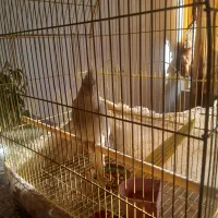 عروس هلندی|پرنده|نجف‌آباد, جلال آباد|دیوار