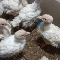 بوقلمون گوشتی بیوتی