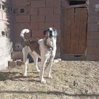 سگ ماده|سگ|نیشابور, هفده شهریور|دیوار