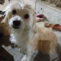 سگ پشمالو واگذاری