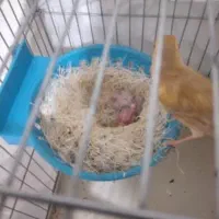 جفت قناری با جوجه|پرنده|خورموج, |دیوار