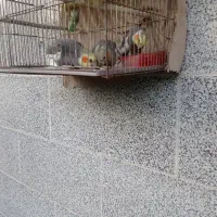 معاوضه پرنده عروس|پرنده|سیاهکل, |دیوار