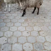 دو عدد بره|حیوانات مزرعه|کاشان, دشت لتحر|دیوار