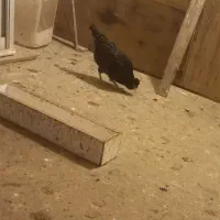 مرغ گلین|حیوانات مزرعه|تهران, جمال‌زاده|دیوار