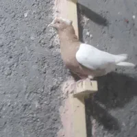 نروماده کمر زردوسرخ|پرنده|سبزوار, امیر کبیر|دیوار