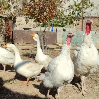 بوقلمون نژاد هلندی بیوتی۶