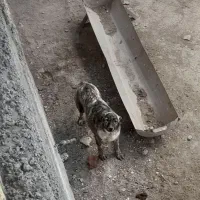 سگ نر|سگ|کرمانشاه, |دیوار