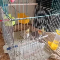 عروس هلندی|پرنده|ابهر, |دیوار