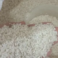 خورده برنج و برنج چمپا میداوود
