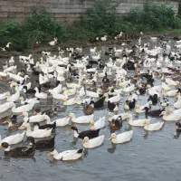 اردک بزرگ|حیوانات مزرعه|رضوانشهر, |دیوار