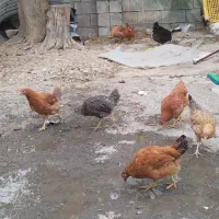 مرغ محلی دونه ای 350 بوستان