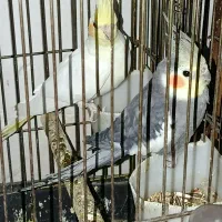 باسلام یه جفت عروس هلندی|پرنده|شوشتر, |دیوار