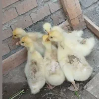 جوجه غاز لیندا