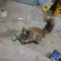 گربه خانگی|گربه|مراغه, |دیوار