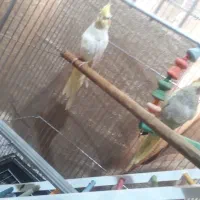 ۲تا عروس هلندی ۴ماهه|پرنده|قم, باغ کرباسی|دیوار