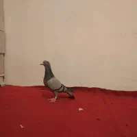 کبوتر پلاکی  مسافتی صحرای .قوره ای روشن|پرنده|سنندج, |دیوار