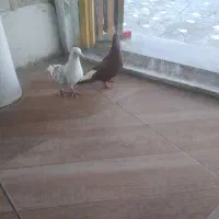 کبوتر رنگی|پرنده|بهبهان, |دیوار