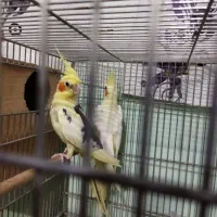 جفت عروس هلندی