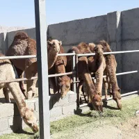 شتر برای پروار و کشتار|حیوانات مزرعه|مبارکه, |دیوار