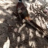 پرنده زینتی|پرنده|محمدشهر, ولدآباد بزرگ|دیوار