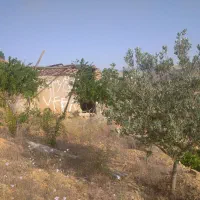 باغ انگور یاقوتی ۳۰۰۰ متری|فروش دفتر صنعتی، کشاورزی، تجاری|شیراز, ویلاشهر|دیوار