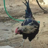مرغ خروس گلین|حیوانات مزرعه|قم, الغدیر|دیوار