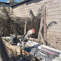 مرغ خروس گلین