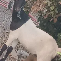 گیسه پاکستانی با کاور شیرازی|حیوانات مزرعه|جیرفت, |دیوار