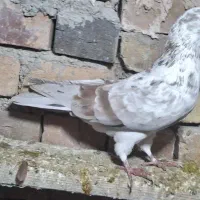 کبوتر  پرشی|پرنده|نوشین شهر, |دیوار