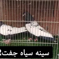 چند جفت کبوتر خوشگل سینه سیاه وسینه قهوای|پرنده|کرمان, |دیوار