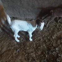 بزغاله ماده  تازه شد جنس عالی|حیوانات مزرعه|پیشخور, |دیوار