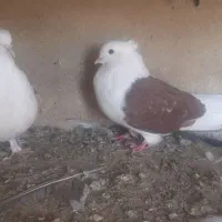 دوکت اصفهانی|پرنده|برخوار, |دیوار