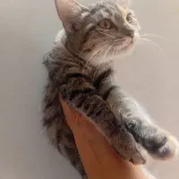 بچه