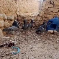 عشق بازا|پرنده|طبس, |دیوار