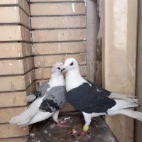 کفتر پشت گراف آلمانی ماده