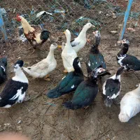 اردک اسرائیلی|حیوانات مزرعه|سرخنکلاته, |دیوار