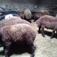 بره پرواری مناسب قربانی وقصابی