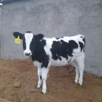 گوساله ماده درجه یک هلشتاین و براوون سوییس