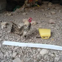 مرغ و خروس مینیاتوری|پرنده|برخوار, |دیوار