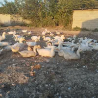 ۸۰عدد اردک پکنی تخم گذار|حیوانات مزرعه|گرگان, |دیوار