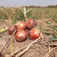 پیاز زرد|خوردنی و آشامیدنی|جوین, |دیوار