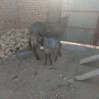 خربایک کره نر|حیوانات مزرعه|چناران, |دیوار
