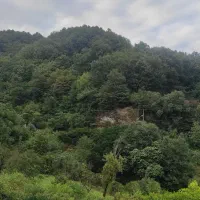 زمین مسکونی ۱۷۰۰ متر سیاسان رامسر جهت مشارکت|مشارکت در ساخت املاک|رامسر, |دیوار