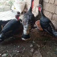 بوقلمون|حیوانات مزرعه|بندر گناوه, |دیوار