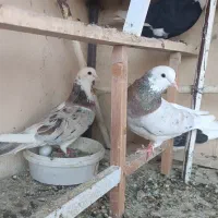 کبوتر