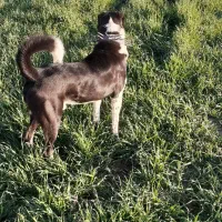 واگذاری سگ 3ساله