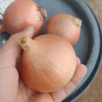 فروش بذر پیاز