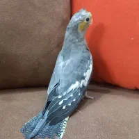 دوتا جوجه عروس هلندی ۵۰ روزه