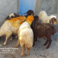 گوسفند باب پروار|حیوانات مزرعه|کوزران, |دیوار